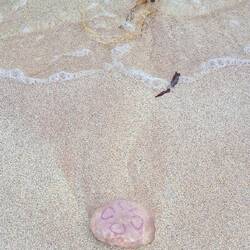 I got much better photos of the jellyfish here