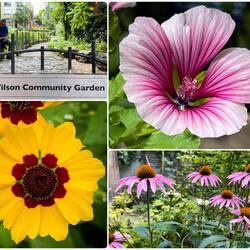 Blooms from the Alex Wilson Community Garden — Toronto, ON ... Canada.