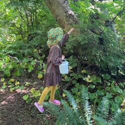 Huckleberries pflücken im Wald