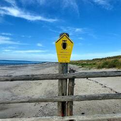 Im Hintergrund sonnten sich die Kegelrobben!