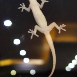 A geco outside the window 😮