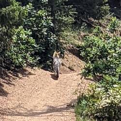 Grey Wolf on the Trail