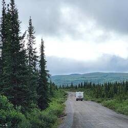Black spruce tree
