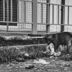 Hunde, die Schei*e fressen (im wahrsten Sinne des Wortes)