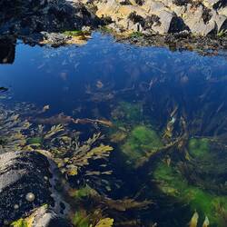 An array of plants and sea life could easily be seen
