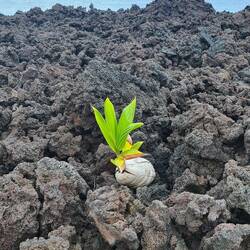 Uf de Lavafälder vo 2018 wachse d Palme us Kokosnüss