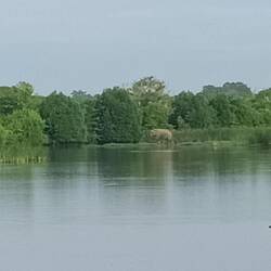 זהה את החיה