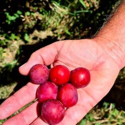 Tolle, wunderbare, reife, zuckersüße Mirabellen!