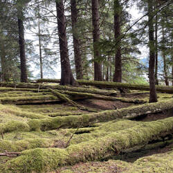 Überreste eines Haida Hauses