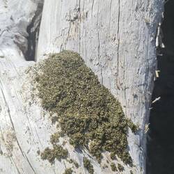 Leider laat sich ds grüen vo däm Sand nid richtig la festhalte...