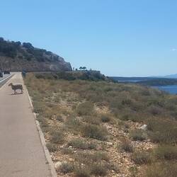 I heard a car coming when taking the video, the sheep is fine. ;)