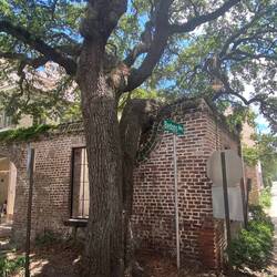 The house was build around the tree