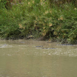 So many crocs feeding