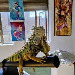 Mit schöner Kunstgalerie 🖼