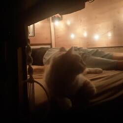 Katzenbesuch im Van !