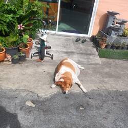 מי הכלב הכי שמן?