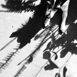 Dotti gifts many opportunities for a shot