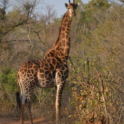 Expectant mama giraffe