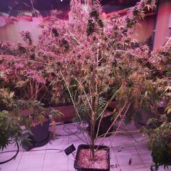 Echte Hanfpflanzen im Hanfmuseum