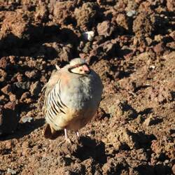 Nei, das isch no kei Nene...