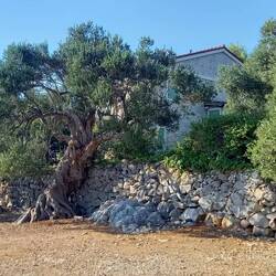 Olive gardens in Lun