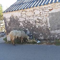 Sheep everywhere. :D