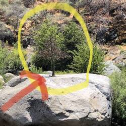 Naturwunder!!! Baum auf Fels 🤨