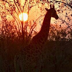 Good morning, giraffe