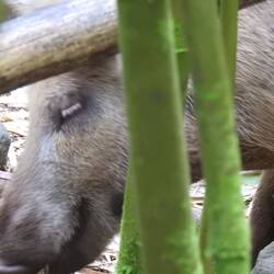 Hawaiianischi Wildsau (nei, das mau isch dr Pesche nid bisse worde...)