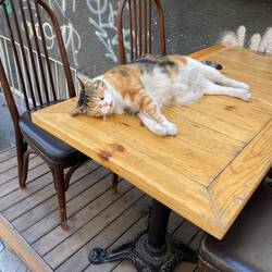 The rule of the cat!!