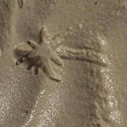 Bird footprint: looks like a palm tree