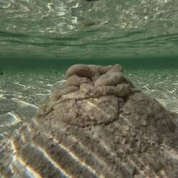 Seems like poop 😂