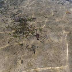 Do you see the crab?