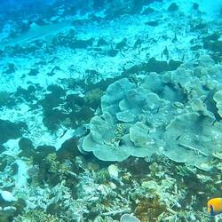 Big shark! And well visible in the screenshot!