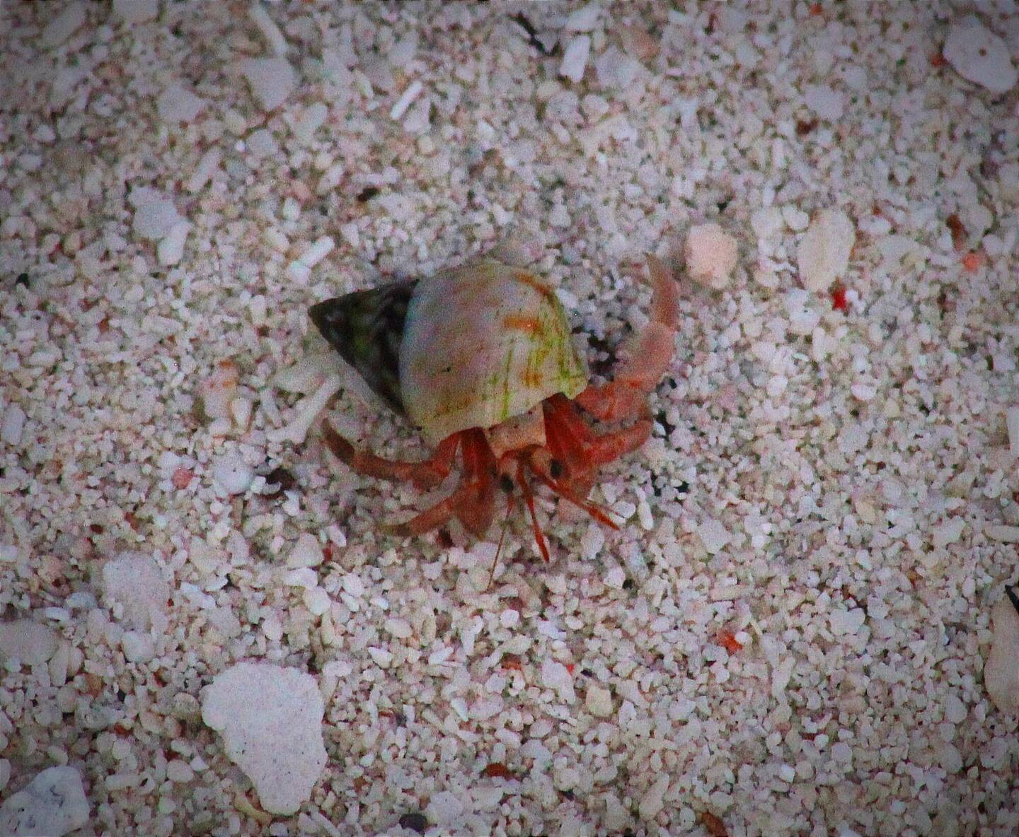 How cute is this hermit???