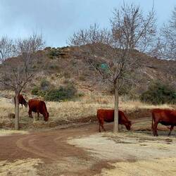 Die Kühe kommen bis ans Auto