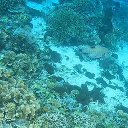 Find the balloon fish 😁