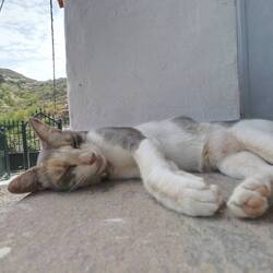 Bei 39°C sind die Katzen platt