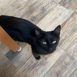 Kitty in the restaurant, eating some of my chicken