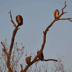 Vultures in the dawning light