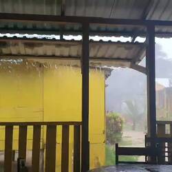 Regentag little corn