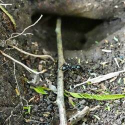 Bullet Ant oder 24 Stunden Ameise, da der Schmerz wie eine Gewehrkugel ist und einen Tag andauert.