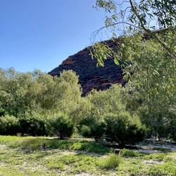 Can you see the two roos? So chilled, didn't even budge when they saw us