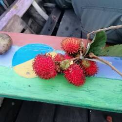 Rambutan. Schmeckt wie Litschi.