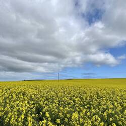 Canola fields on the way to Northampton.