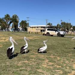 Pelican feeding at the foreshore - loving Andy's bait