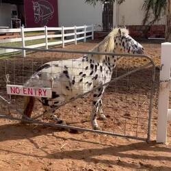 Dalmatian pony at the ranch - maybe needs worming tabs?