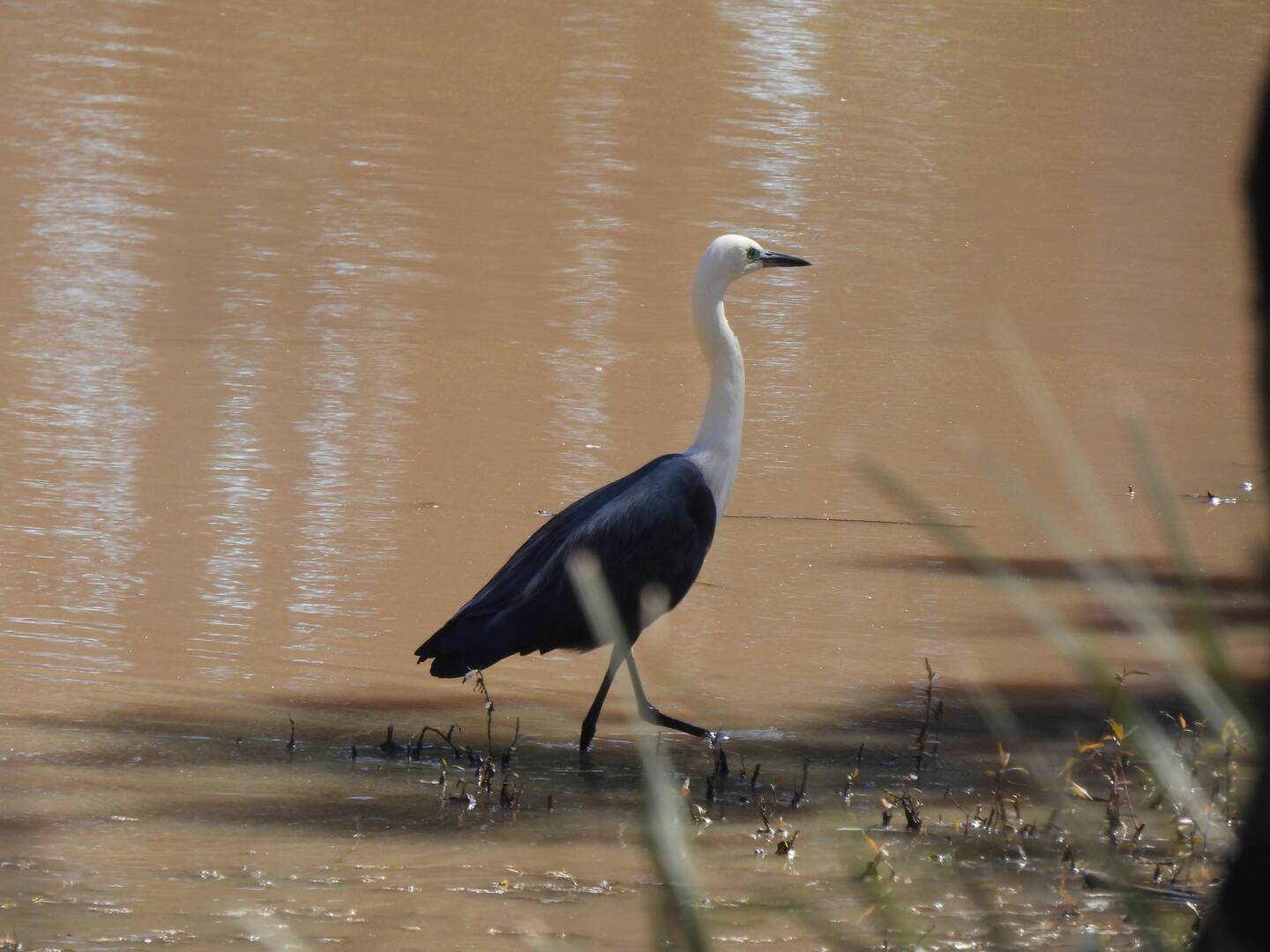White-necked Heron