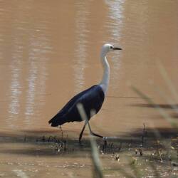 White-necked Heron