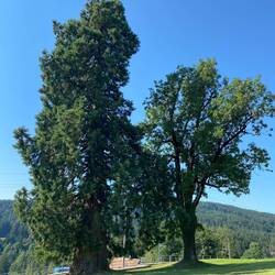 … ein uralter Baum … 🤩